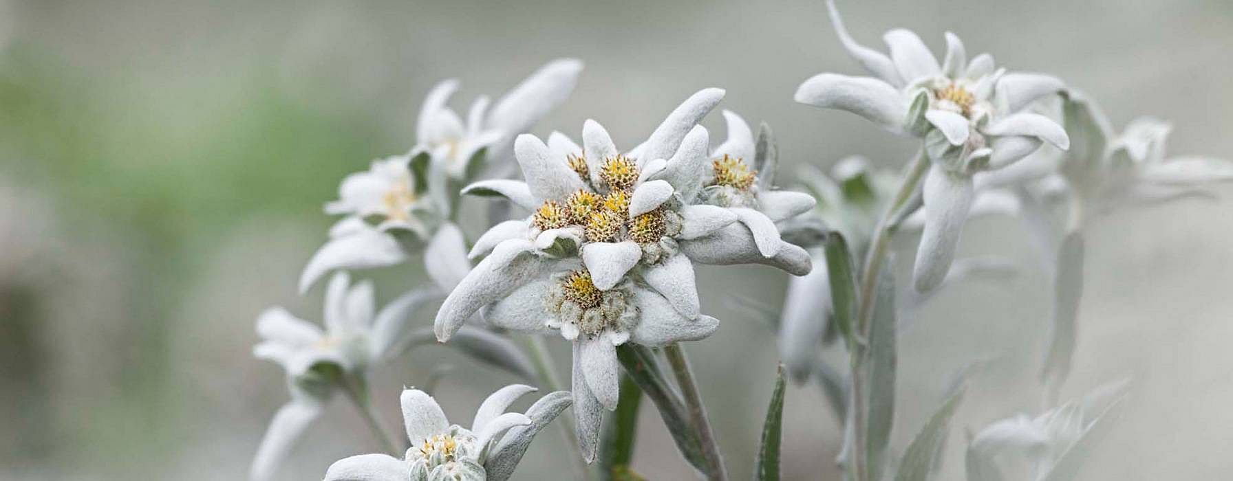 The leaves of the edelweiss plant form a basal rosette on rocky soil -  Weleda - Weleda