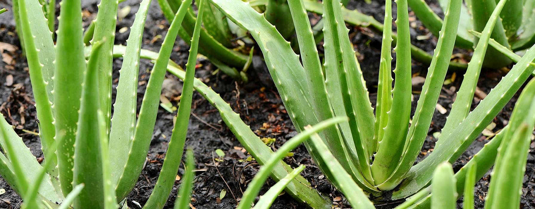 Aloe vera gel has a soothing, toning and cooling effect on the skin -  Weleda - Weleda