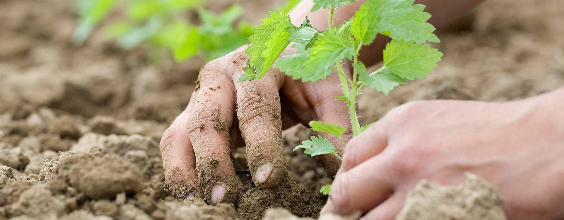 planting stinging nettle