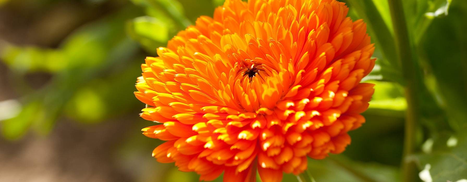 Calendula flower
