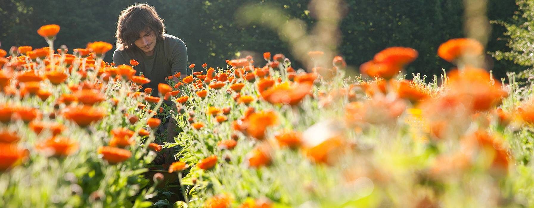 Orange calendula blossoms