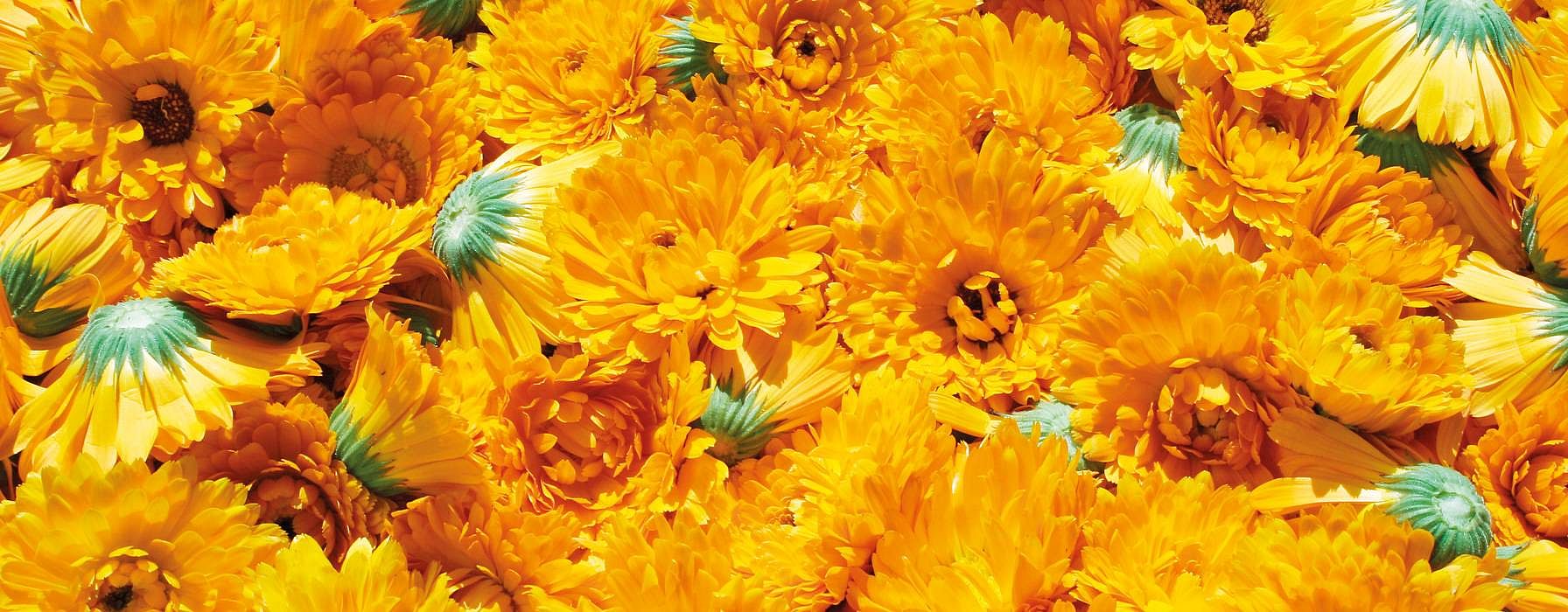 Calendula flowers