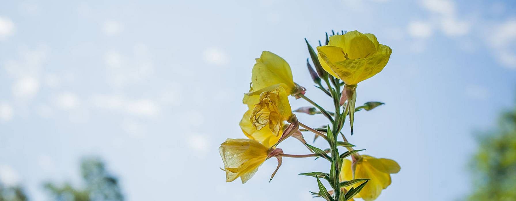 yellow flower