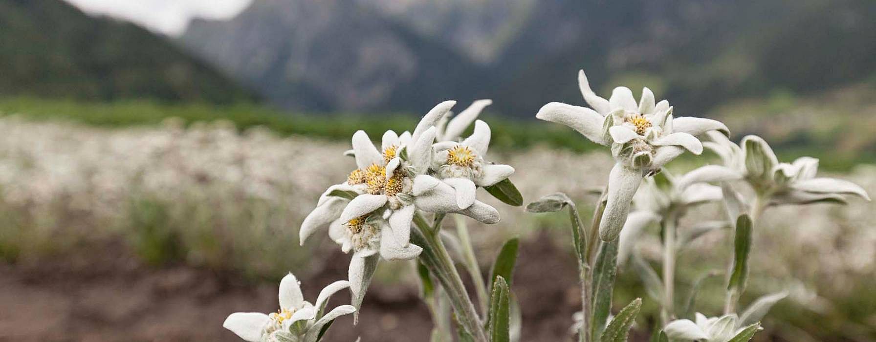 edelweissblossom