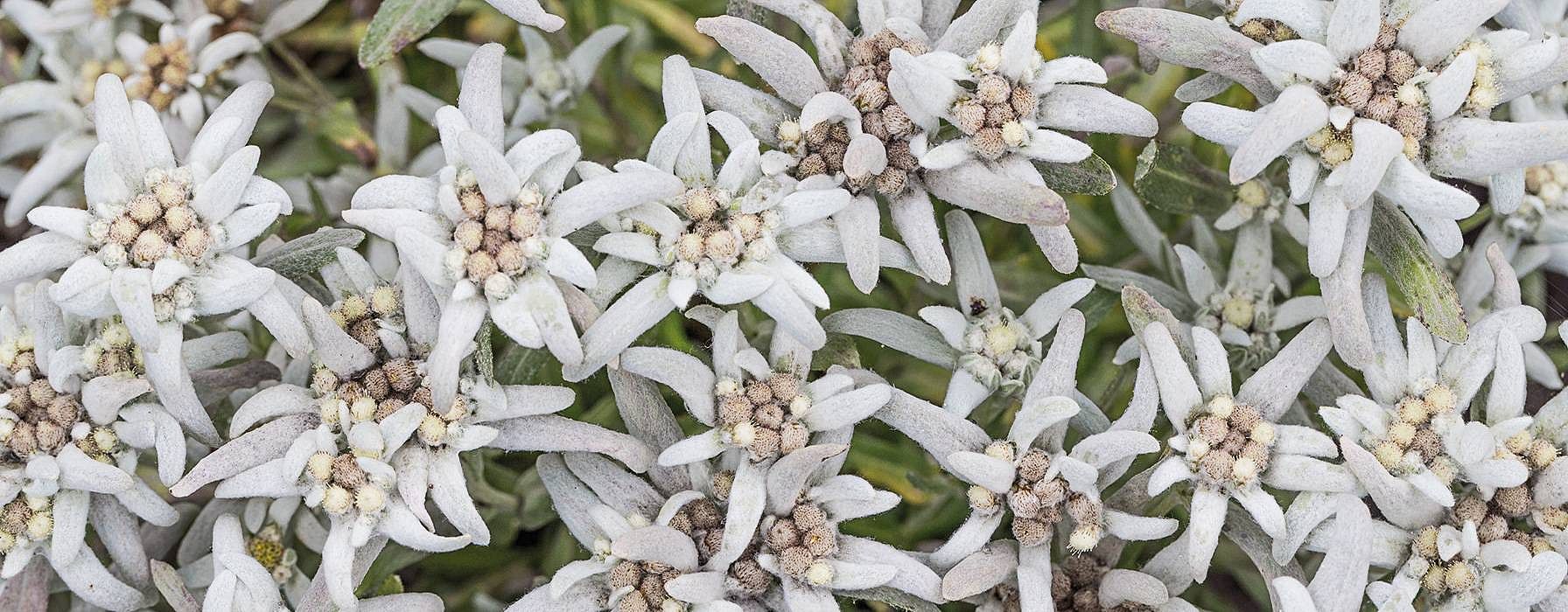Edelweiss plant