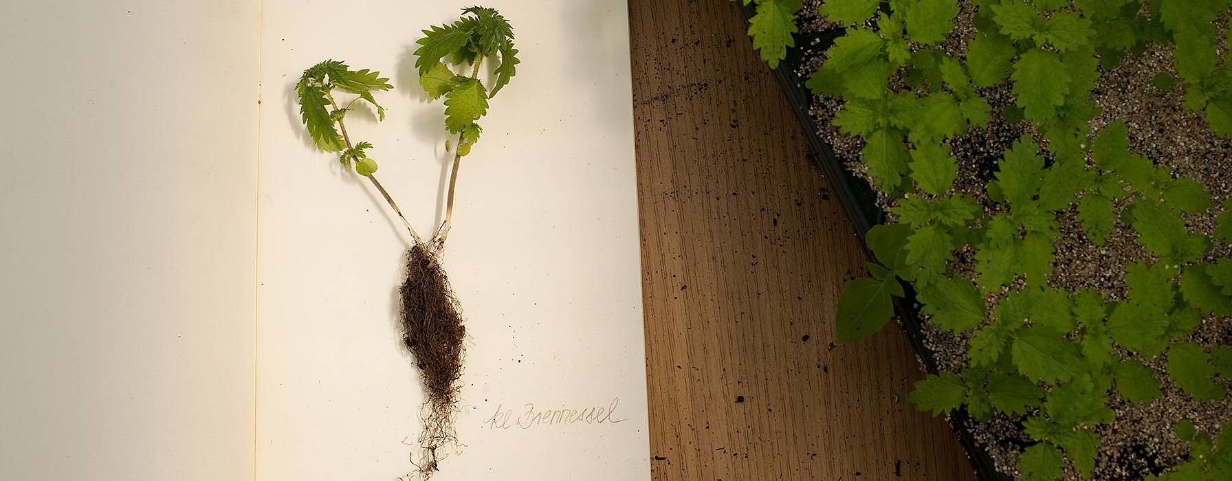 small nettle plant