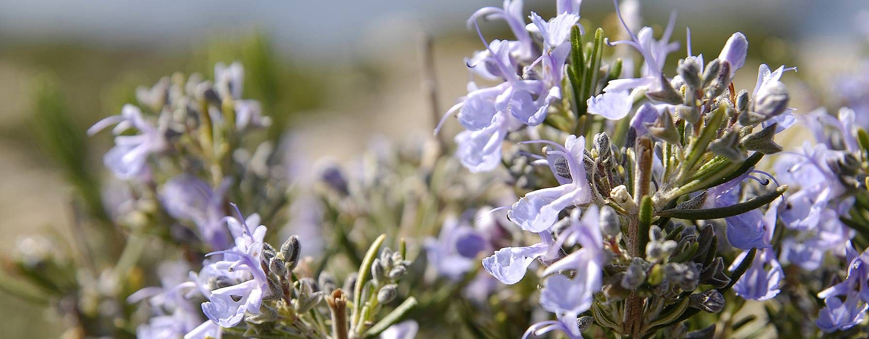 Rosemary flower
