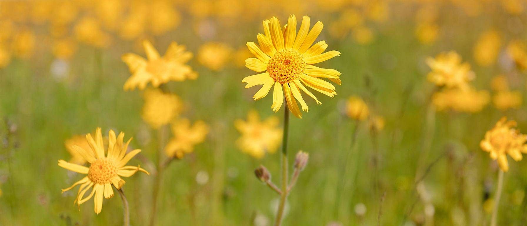 Arnica flowers