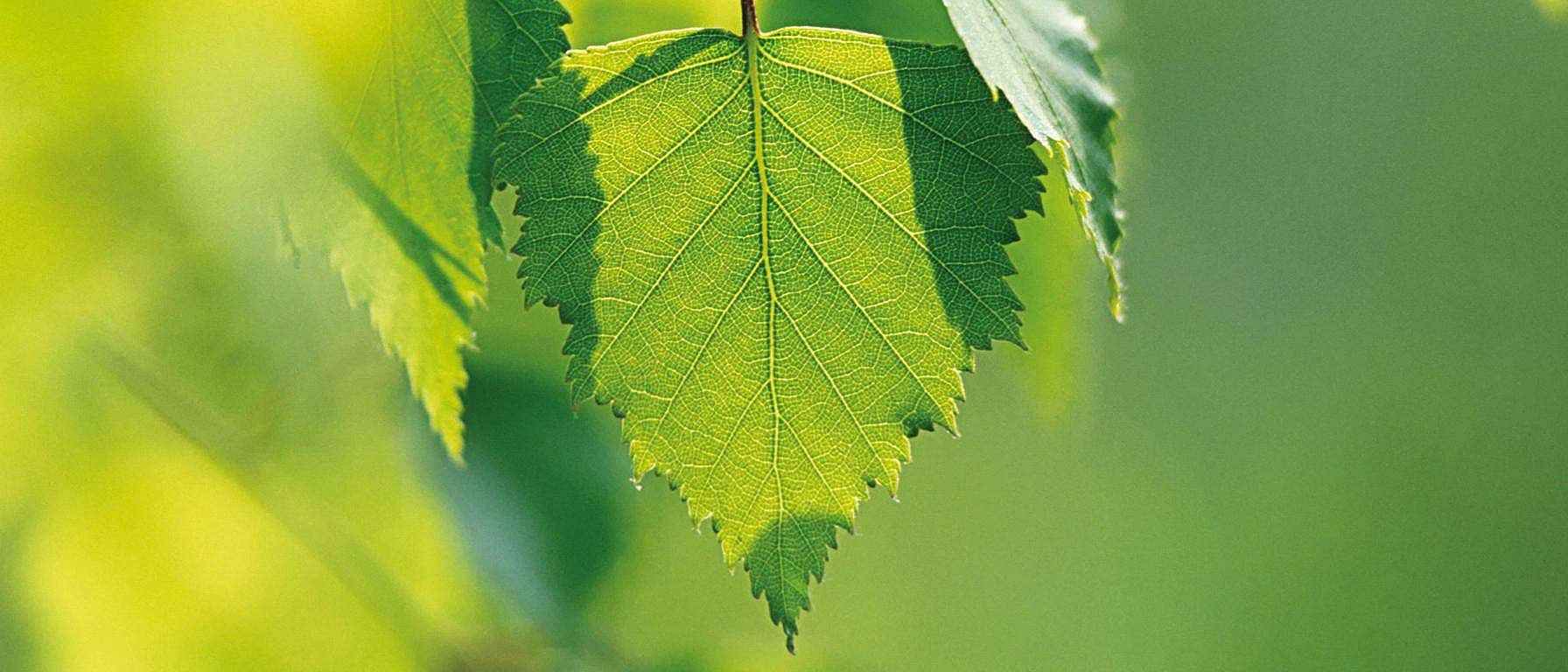 Birch leafs