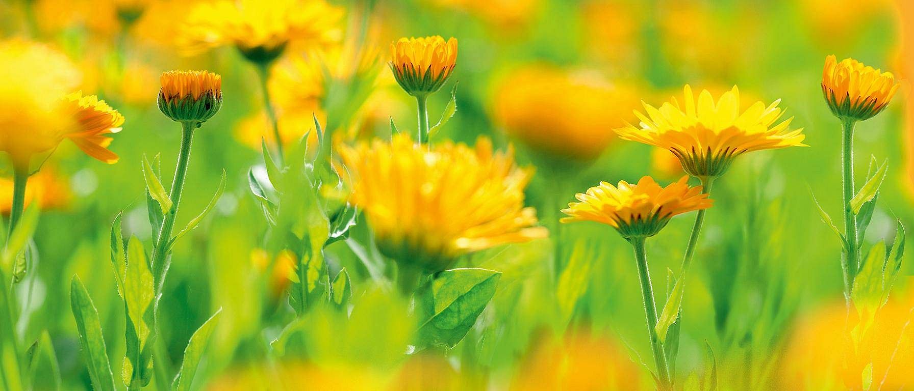 Calendula plant