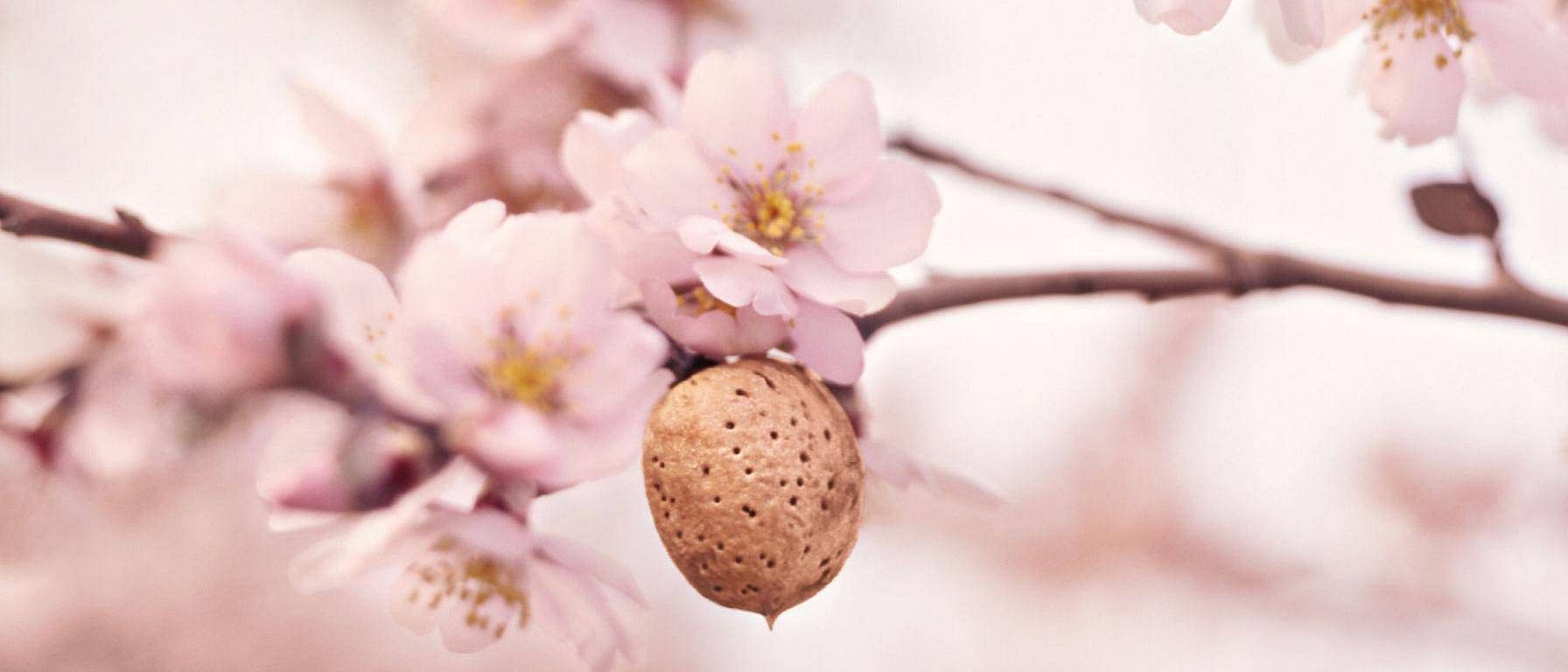 Almond plant