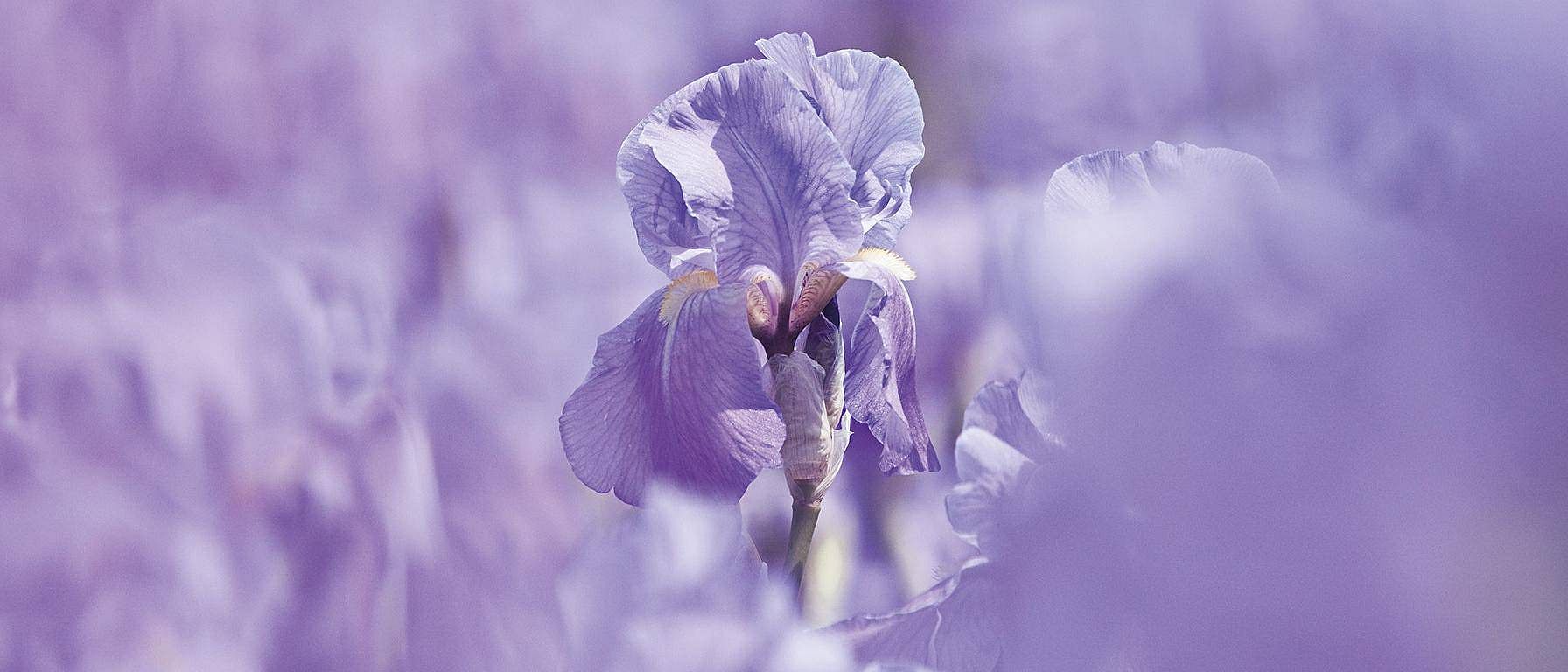 Iris flower in closeup