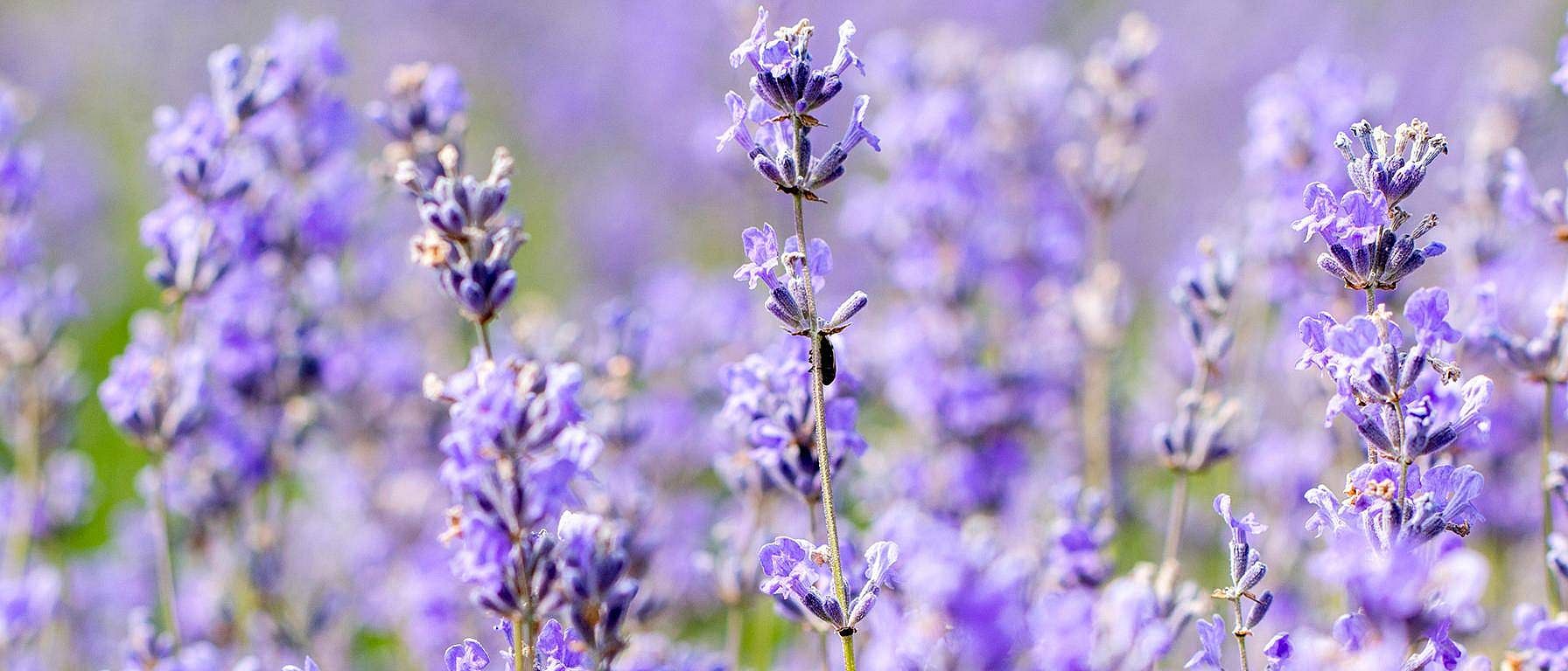 Lavender flowers