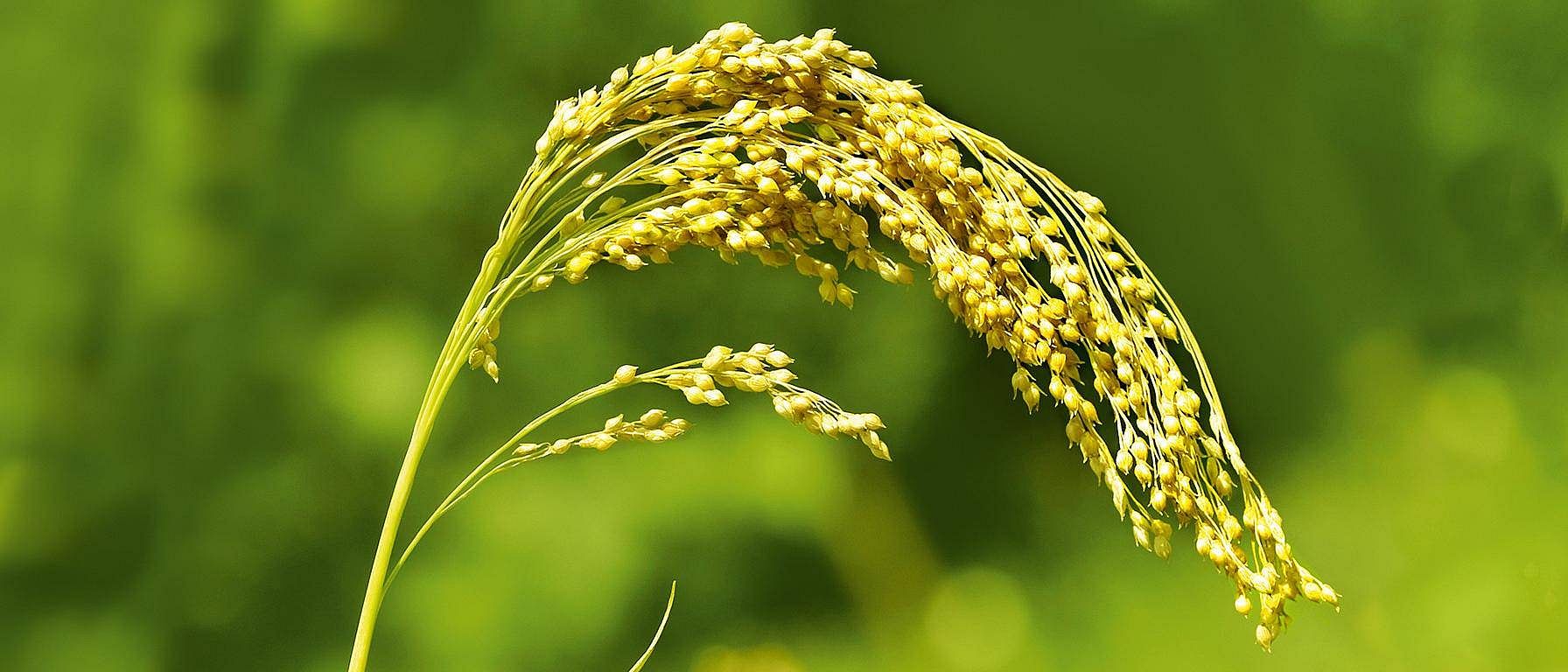 Millet plant