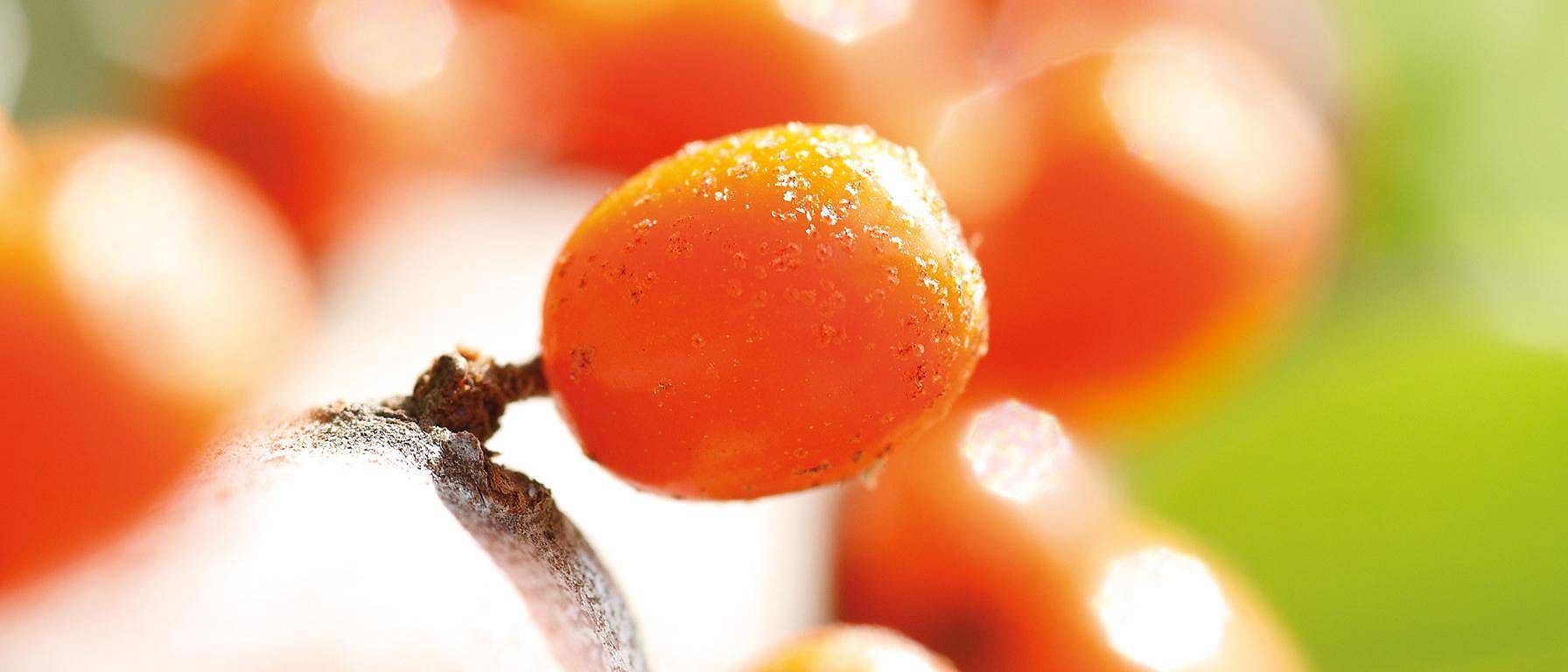 Sea Buckthorn in closeup