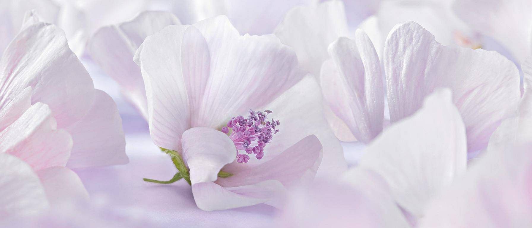 White Mallow flower