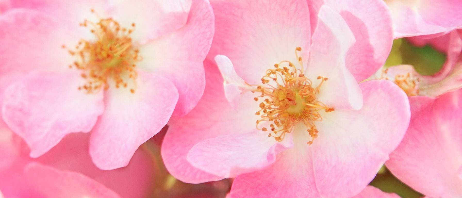 Wild Rose flowers closeup