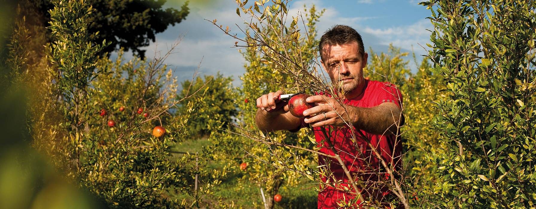 man harvest pomegranate