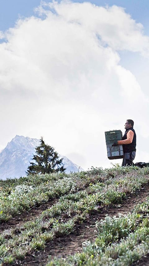 edelweiss fields