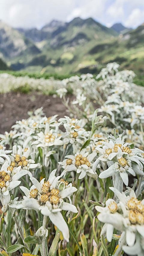 edelweiss blossom