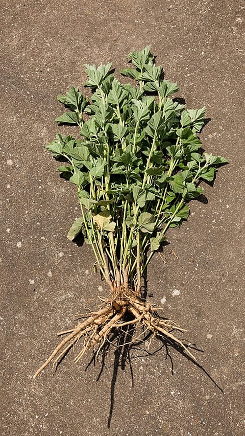 Plant
