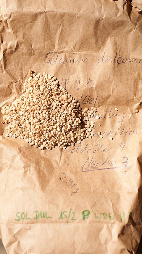 solanum seed