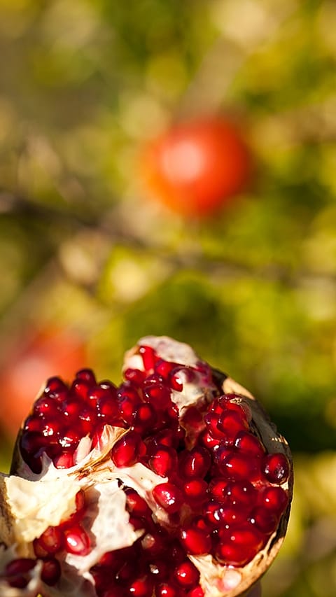 pomegranate fruit