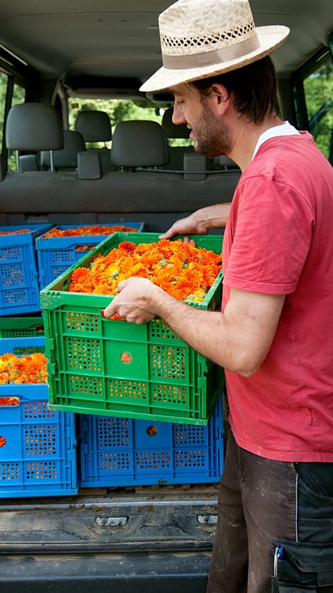 Man harvesting Calendula