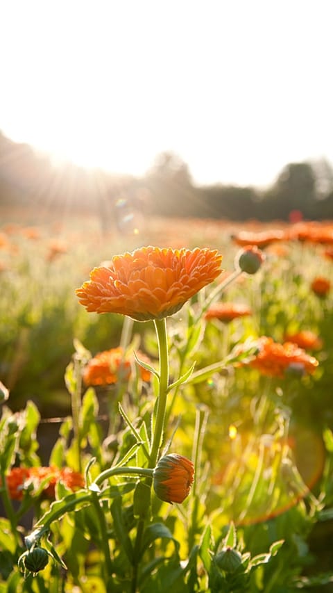 Orange calendula blossoms
