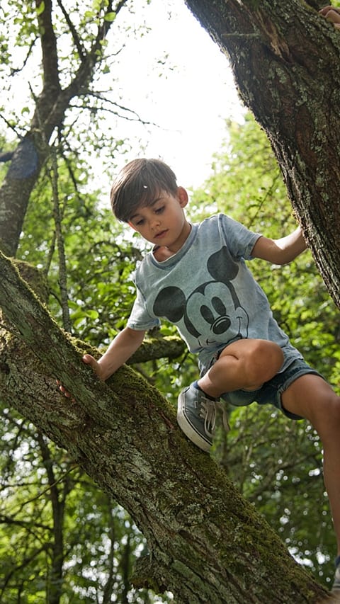 Boy climbing tree