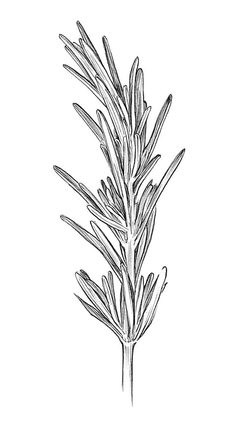 rosemary twig illustration
