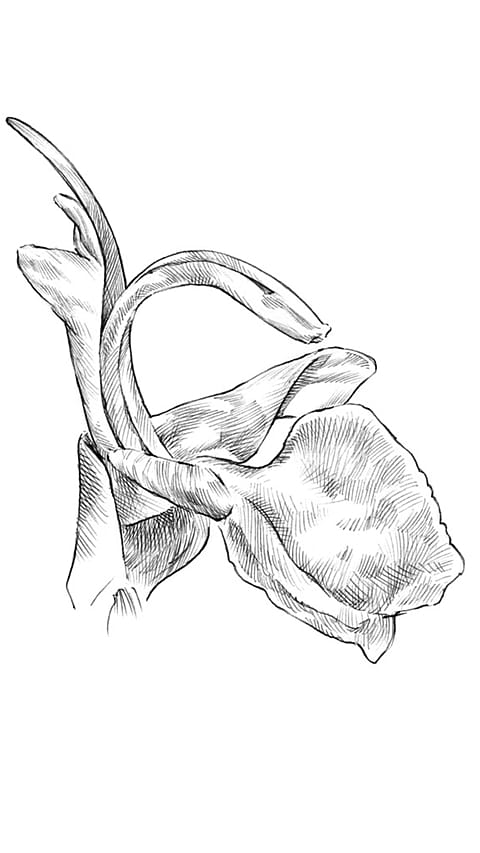 rosemary blossom illustration