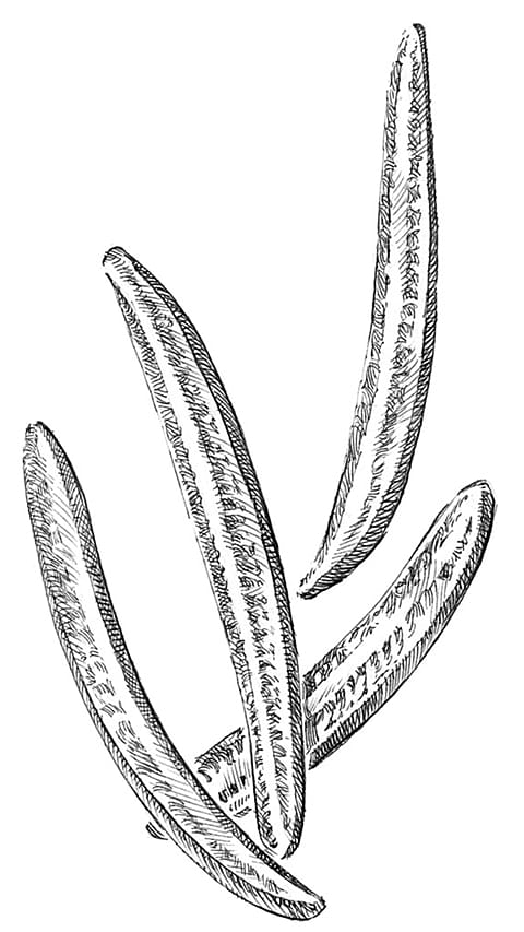 rosemary needle illustration