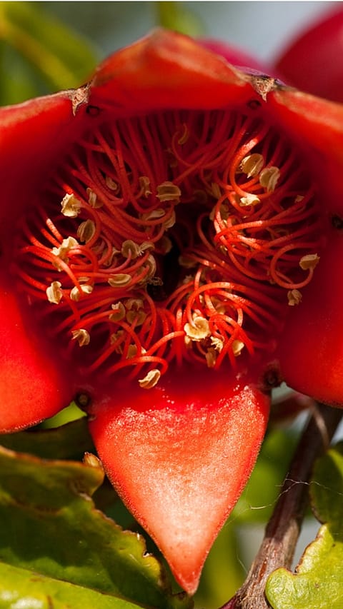 Red flower
