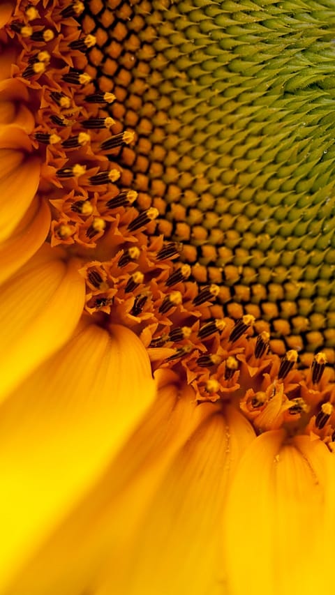 Very closeup of an sunflower