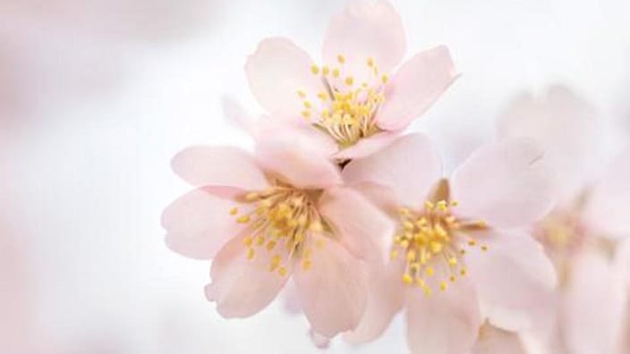 almond flower