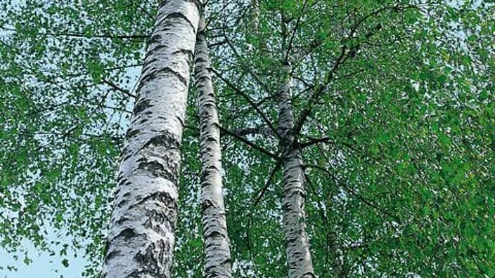 Birch three