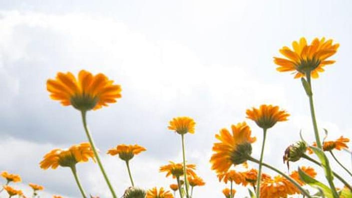 Calendula plants in field