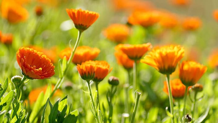 Calendula plants in field