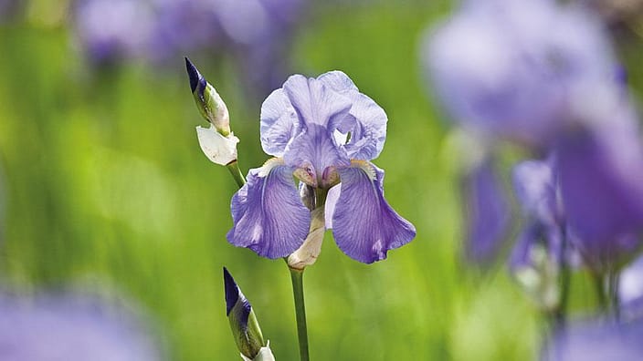 Iris flowers in field