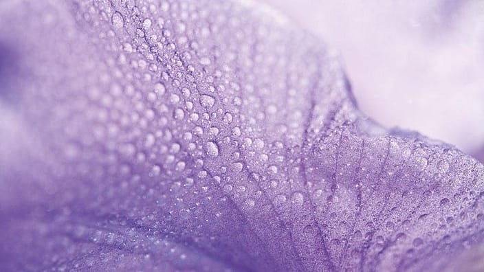 Iris flower in very closeup