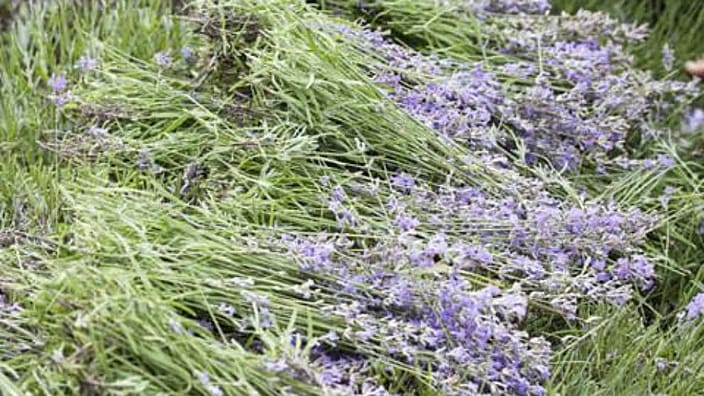 lavender fields