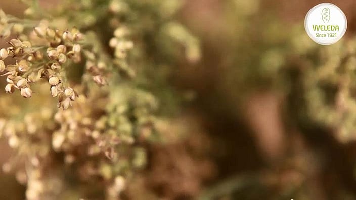 Millet plant