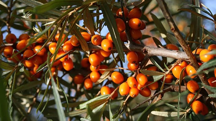 Sea Buckthorn three in  Italy