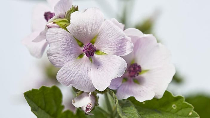 White Mallow flower