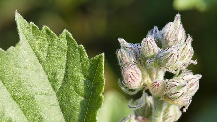 White Mallow plant