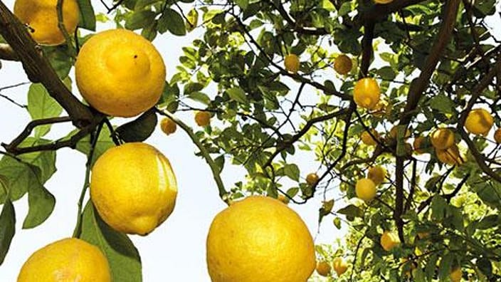 Lemons hanging from lemon three