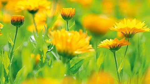Calendula plant