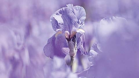 Iris flower in closeup