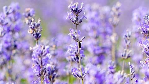 Lavender flowers